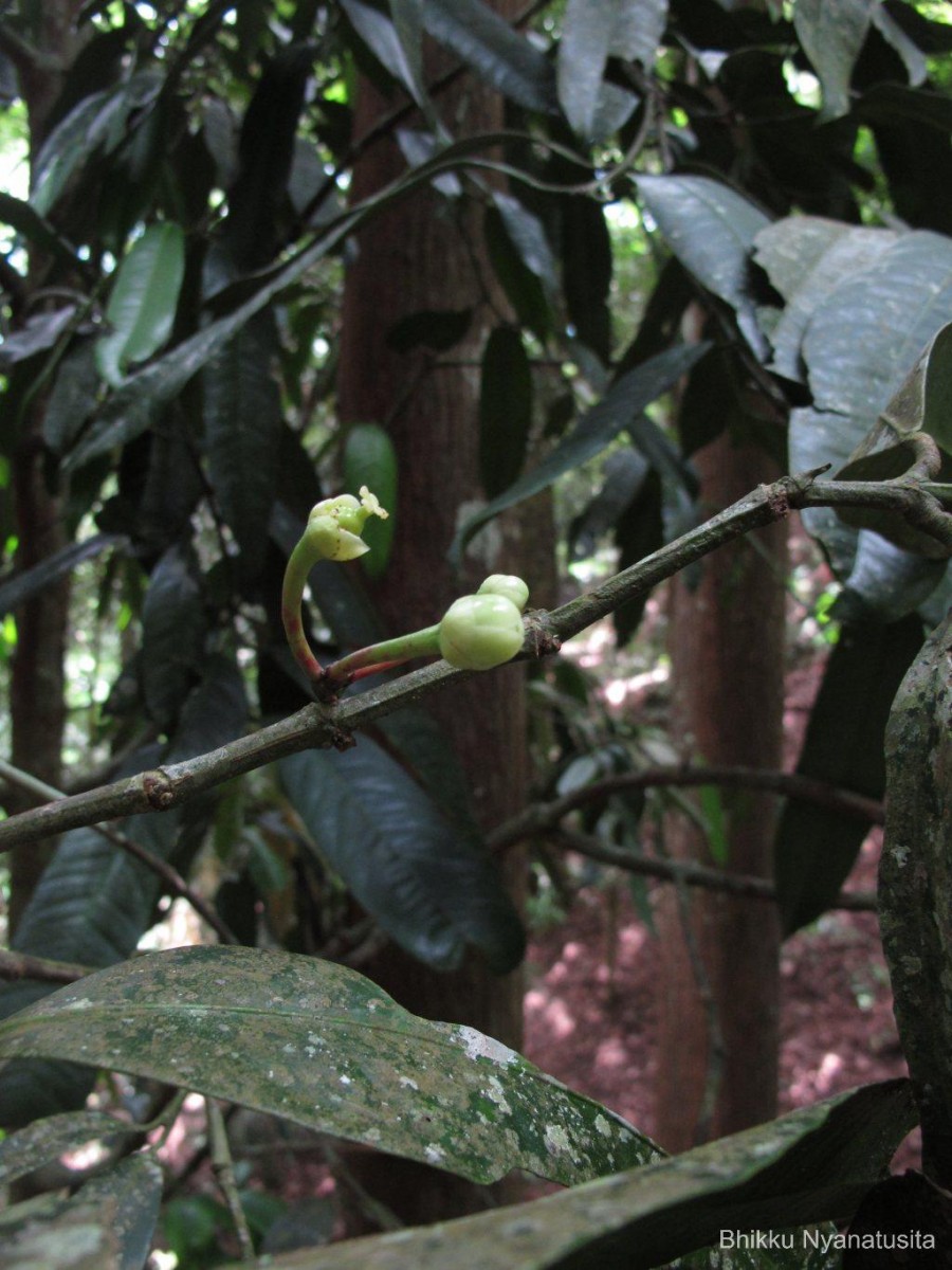 Garcinia xanthochymus Hook.f. ex T.Anderson